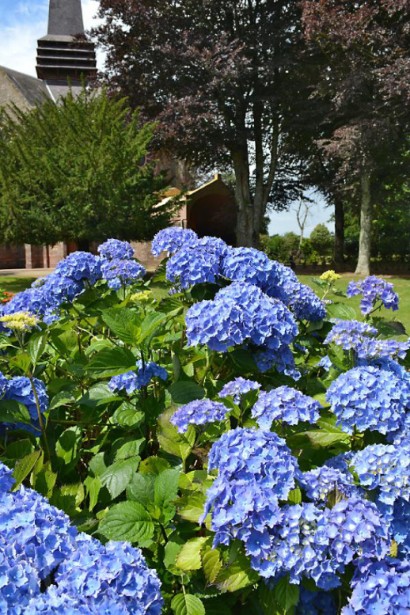 Гортензия широколистая Боденси в ландшафте